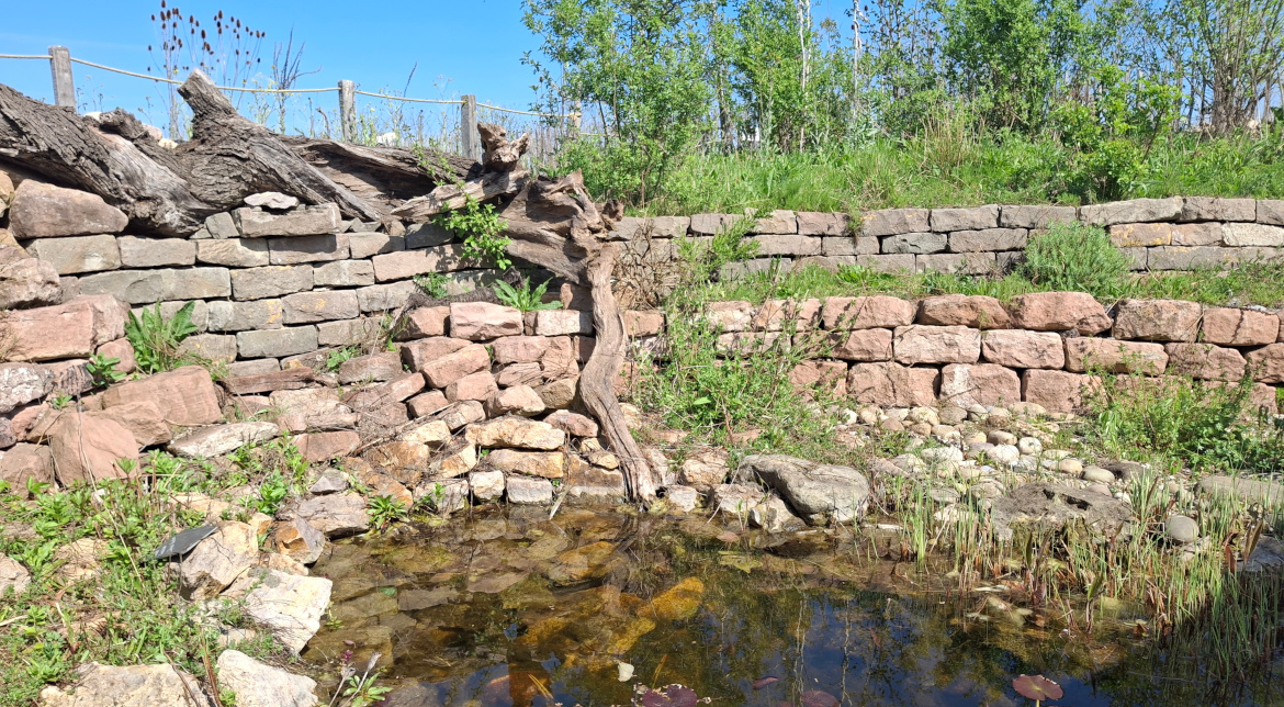 Trockenmauern und Teich mit naturnaher Bepflanzung