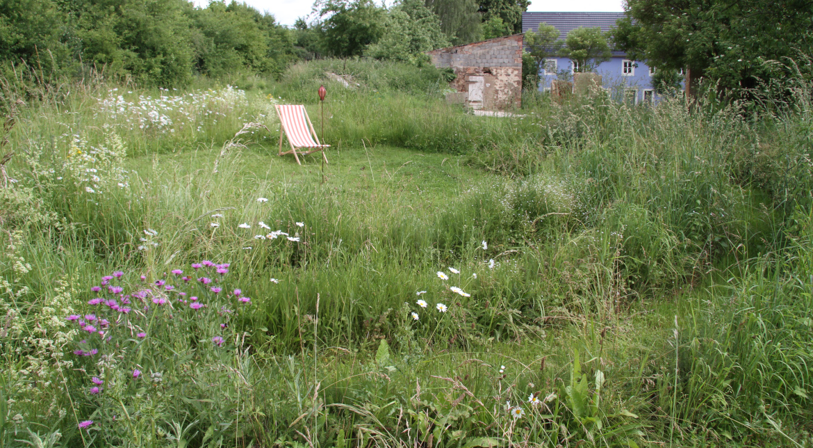 Naturnahe Blumenwiese mit Höhenstaffelung, zu unterschiedlicher Zeit gemäht
