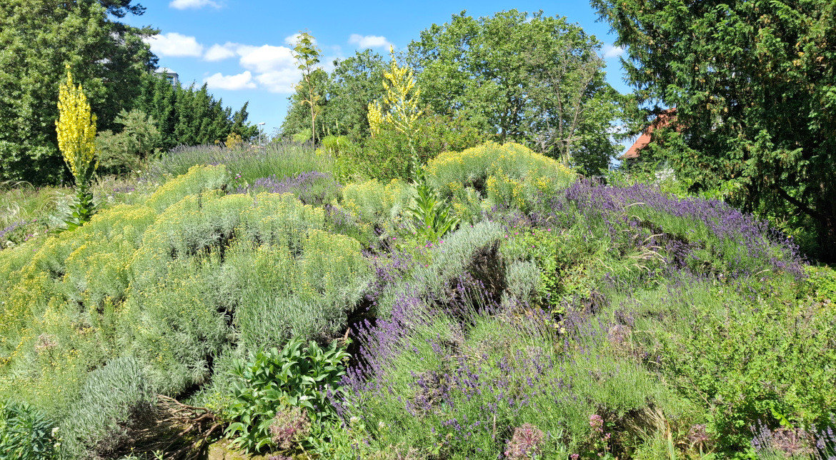 Trockenheitsverträgliche Pflanzung mit robusten Stauden und Halbsträuchern