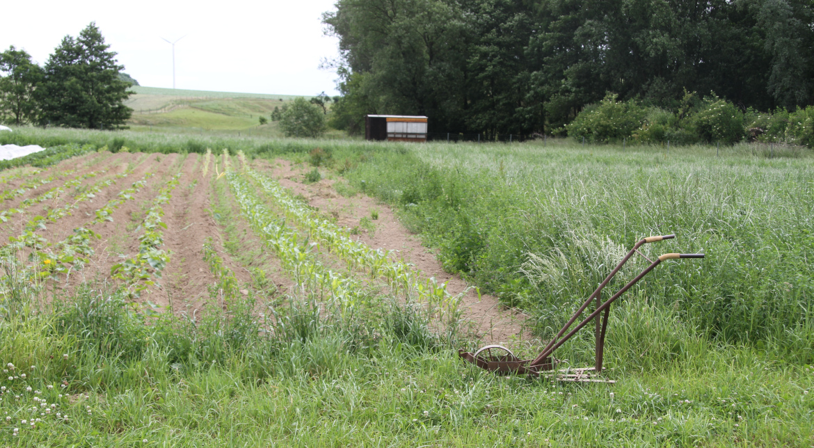 Ökologische Landschaftsgestaltung in Mannheim